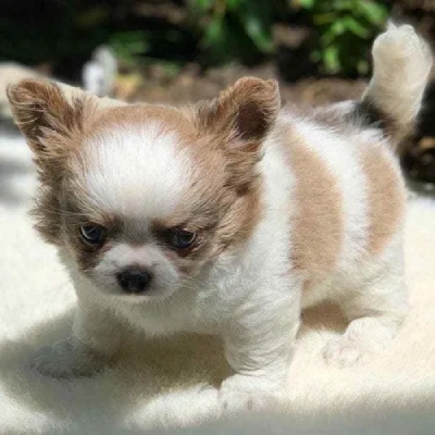 Chihuahua puppy for sale