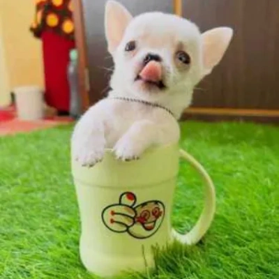 buy Chihuahua puppies online