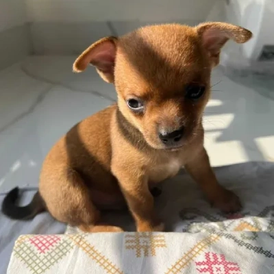 Chihuahua dog