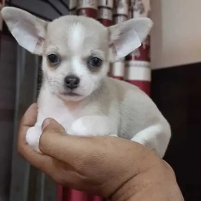 available Chihuahua puppies