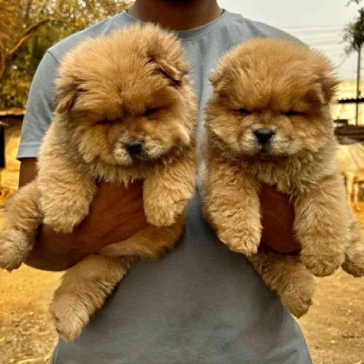 Chow Chow puppy for sale