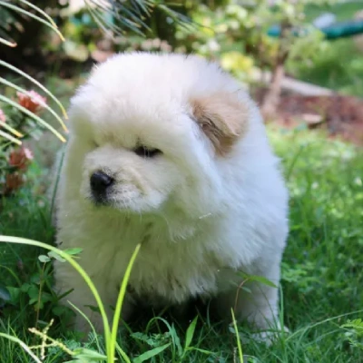 Chow Chow puppies