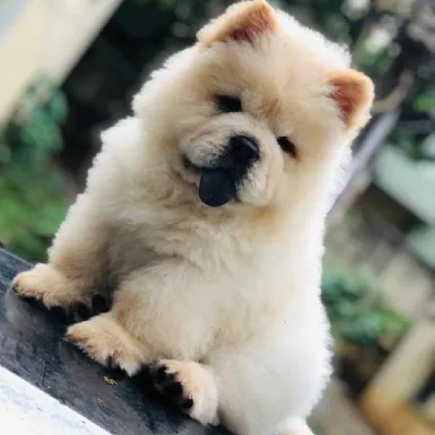 buy Chow Chow puppies online