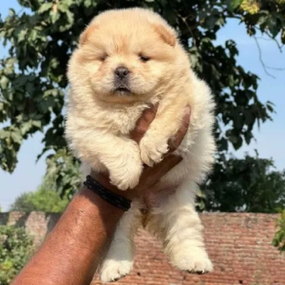 Chow Chow dog