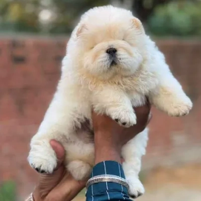 Chow Chow puppy for sale in india