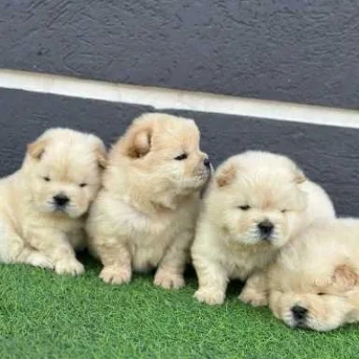 available Chow Chow puppies