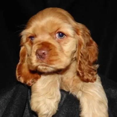 Cocker Spaniel puppies