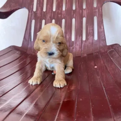 Cocker Spaniel dog