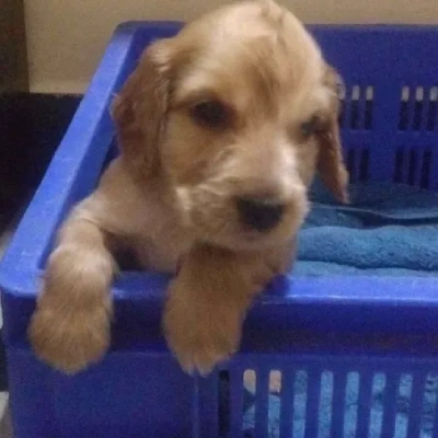 Cocker Spaniel puppy for sale in india