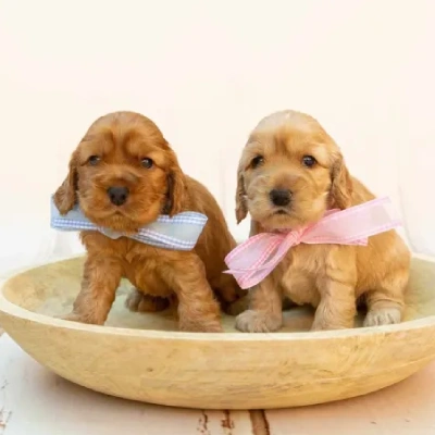 available Cocker Spaniel puppies