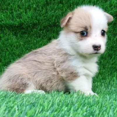 Buy Welsh Corgi