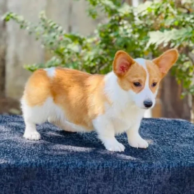 Buy Welsh Corgi online