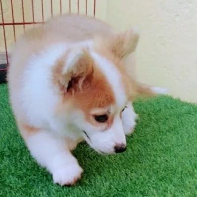 Welsh Corgi puppy for sale