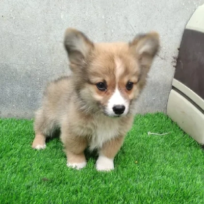 Welsh Corgi puppies