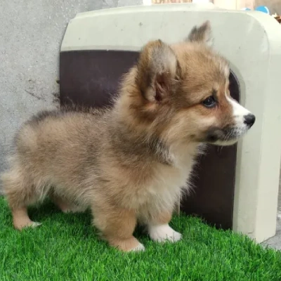 buy Welsh Corgi puppies online