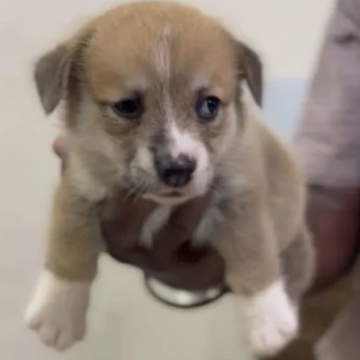 Welsh Corgi puppy for sale in india