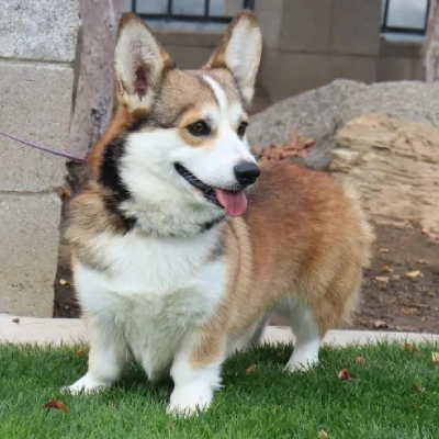 available Welsh Corgi puppies