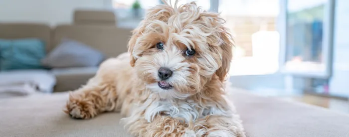 perfect Maltipoo puppies for sale