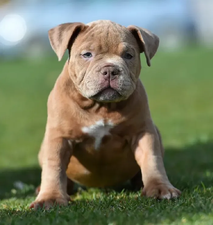 Why Choose an American Bully Puppy?