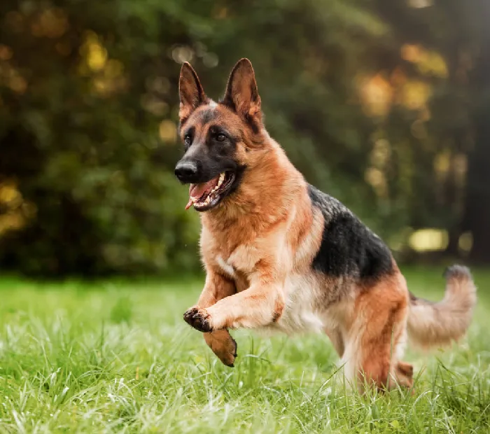 Why to Choose German Shepherd