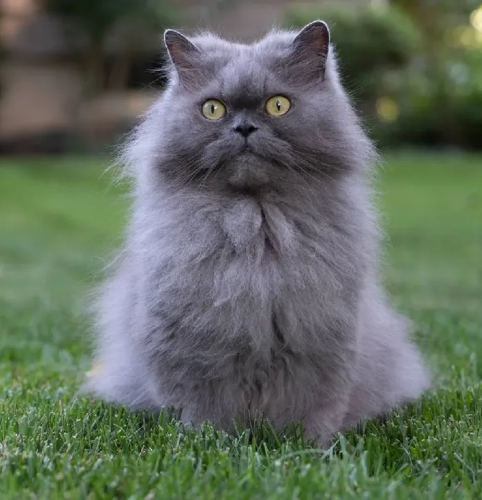 Introduction to persian cat