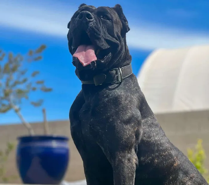 Understanding the Cane Corso Breed