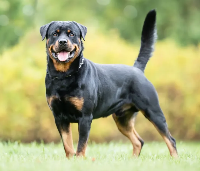 Understanding the Rottweiler Breed