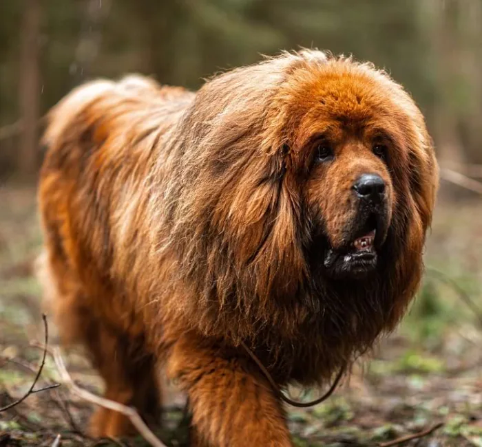 Introducing the Tibetan Mastiff