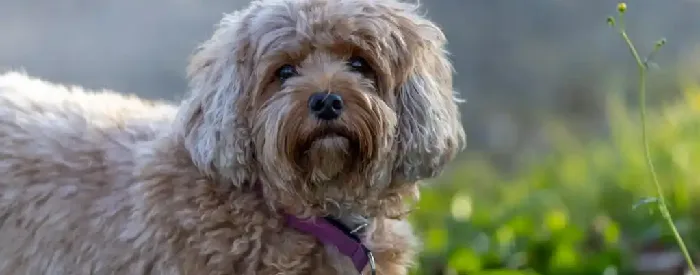 Cavapoo puppies for sale in India