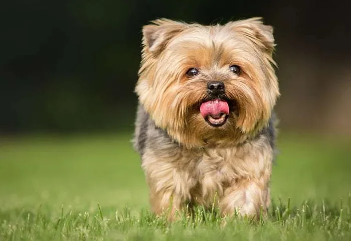 Know about Yorkshire Terrier