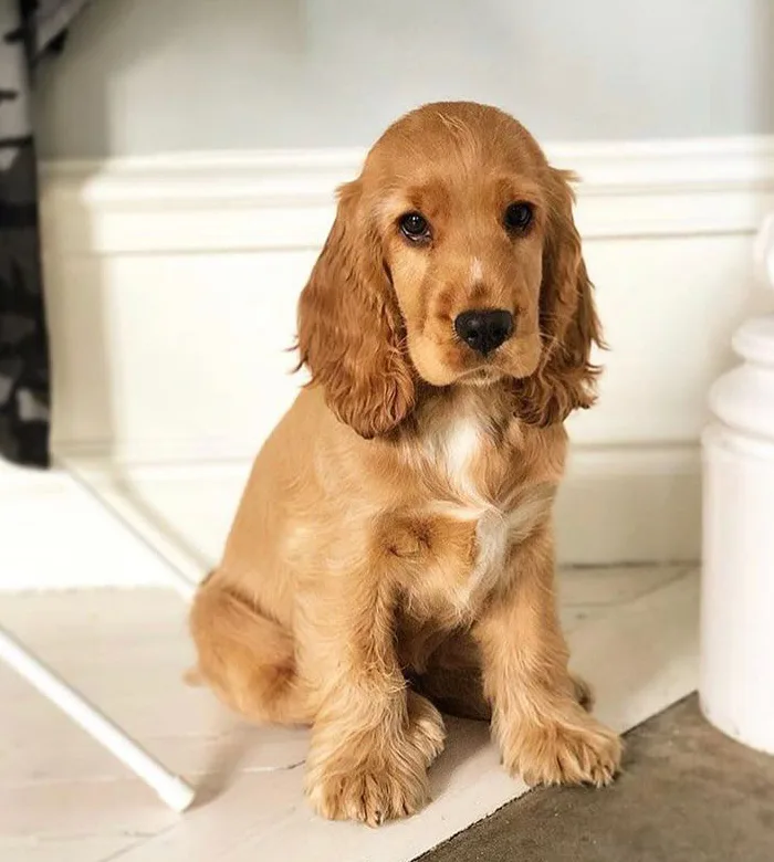 Why to Choose Cocker Spaniel