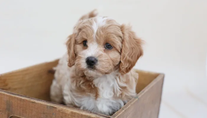 Why to Choose Cavapoo