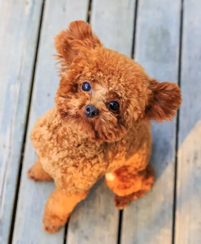 Why to Choose Toy Poodle