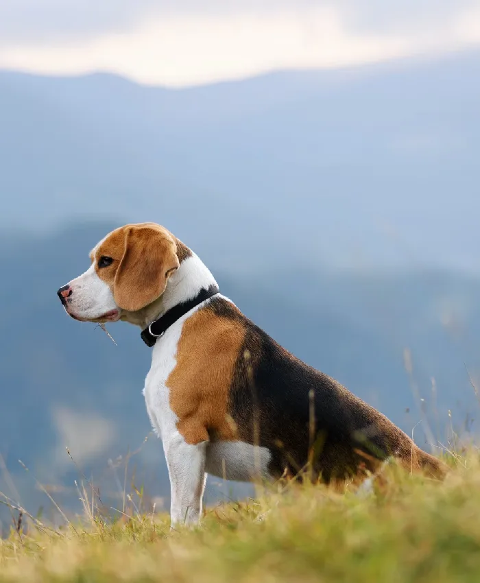 Why to Choose Beagle