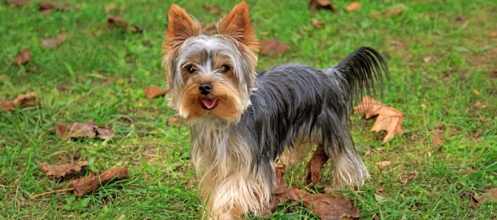 Yorkshire Terrier puppies for sale in India