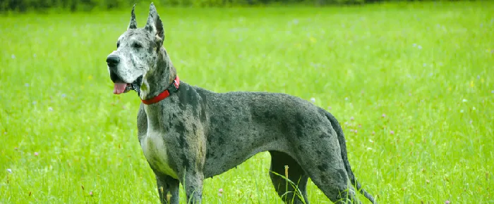 Great Dane puppies for sale in India