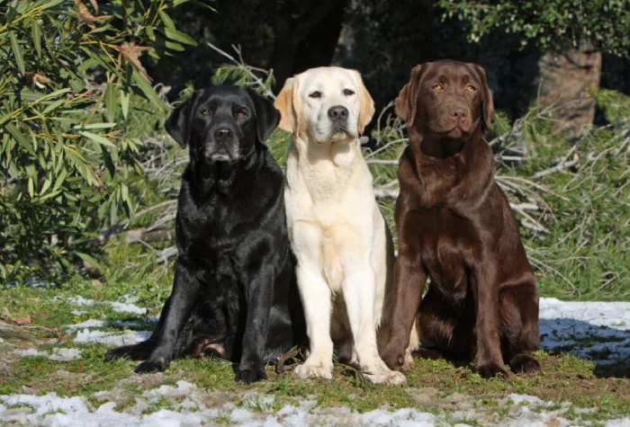 Why to Choose Labrador Retriever