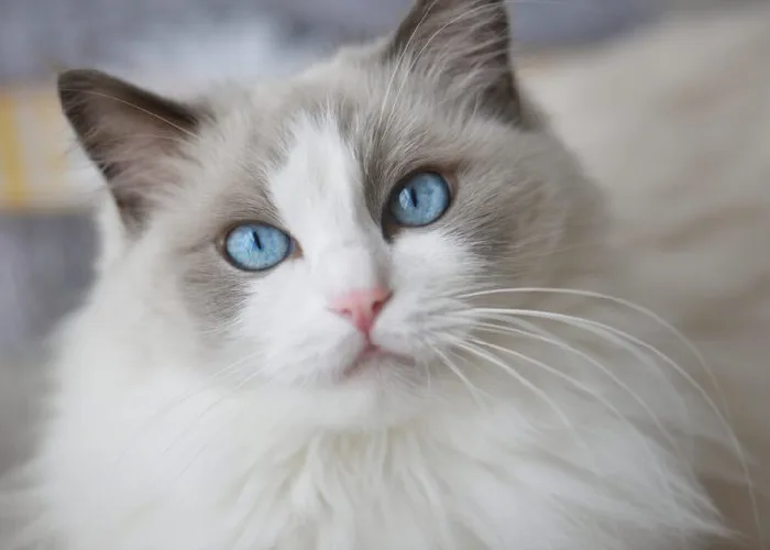 Why Choose a Ragdoll Cat?