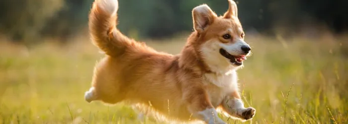 Welsh Corgi puppies for sale in India