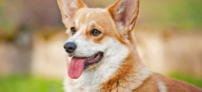 Why Choose a Welsh Corgi Puppy