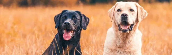 Labrador Retriever puppies for sale in India