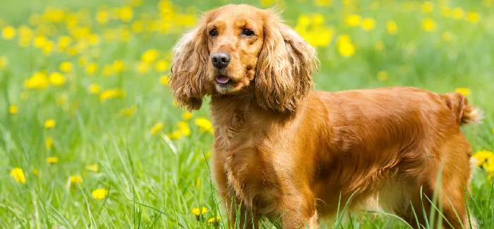 Cocker Spaniel puppies for sale in India