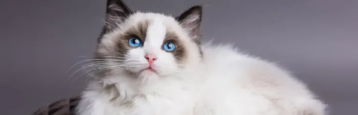 Ragdoll cats for sale in India