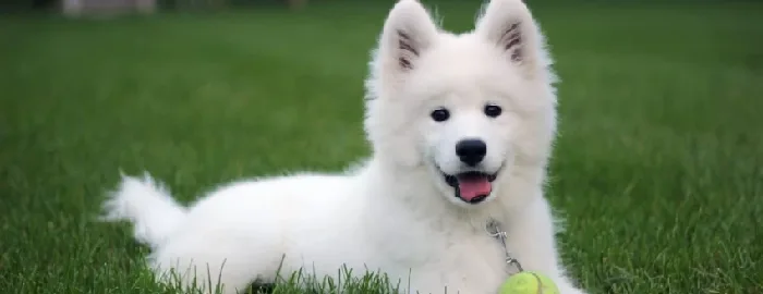 Samoyed puppies for sale in India