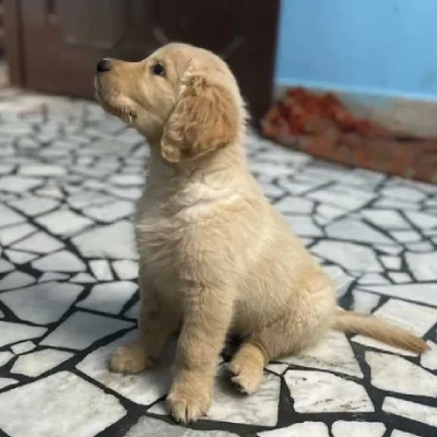 Buy Golden Retriever