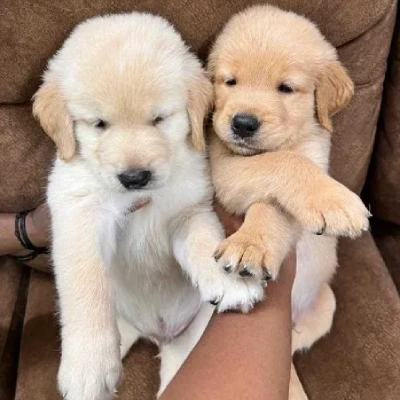 Golden Retriever puppy for sale