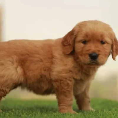 Golden Retriever puppies