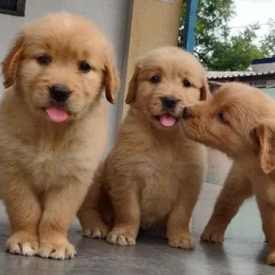 buy Golden Retriever puppies online