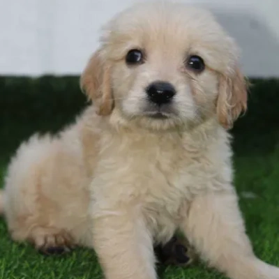 Golden Retriever dog