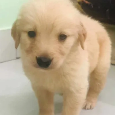 Golden Retriever puppy for sale in india